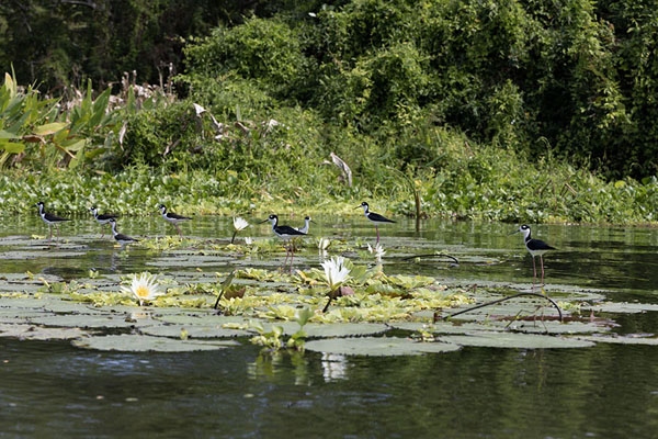 Foto de Birds and water lilies with island in the backgroundIsletas - Nicaragua