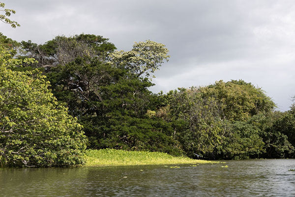 Foto van Green vegetation on some of the isletas south of GranadaIsletas - Nicaragua