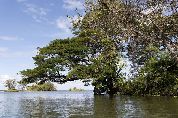 Foto de Some of the trees hanging over the waters of Lake Nicaragua near GranadaIsletas - Nicaragua
