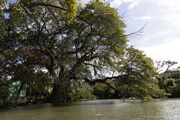 Picture of Huge tree over the waters at some of the small islands south of GranadaGranada - Nicaragua
