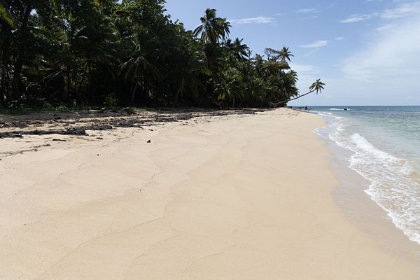 Picture of Otto beach: white sand and palmtrees on Little Corn island