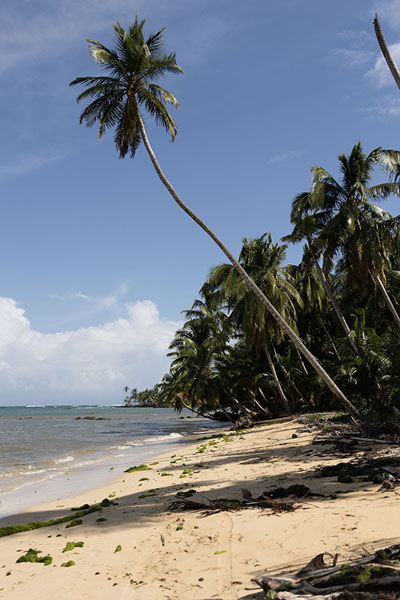 Foto van Palm trees on the beach in Little Corn island - Nicaragua - Amerika