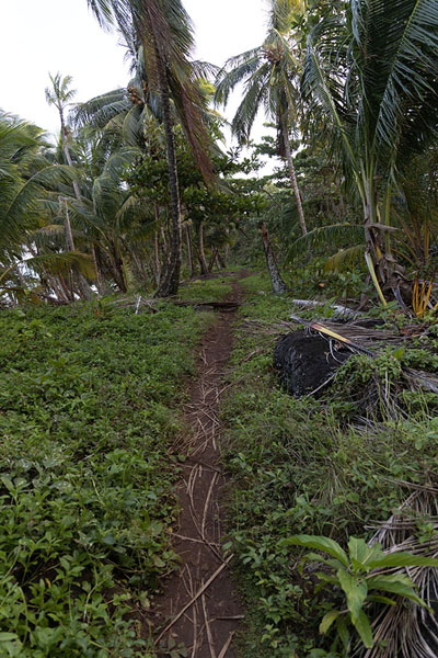 Picture of Trail running through the forest on Little Corn islandLittle Corn island - Nicaragua