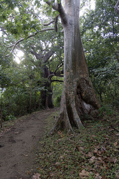 Tree in the Reserva Charco Verde | Ometepe | Nicaragua