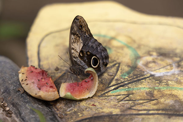 Foto van Butterfly in the Reserva Charco VerdeOmetepe - Nicaragua