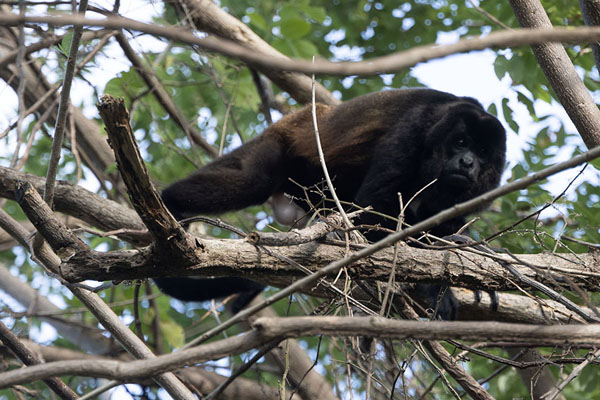 Foto di Monkey in a tree in the Reserva Charco VerdeOmetepe - Nicaragua