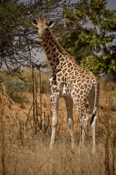 Picture of Kouré Giraffes (Niger): One of the young giraffes of Kouré