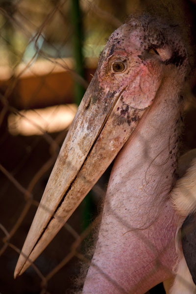 Picture of National Museum of Niger (Niger): Caged marabou in the National Museum