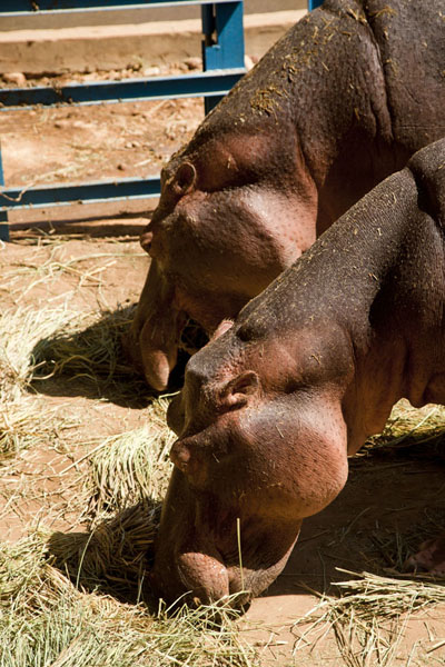 Picture of National Museum of Niger (Niger): Hippos feeding on dry grass in the National Museum