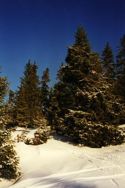 Foto van Snowy tree next to a slope on HafjellHafjell Skiën - Noorwegen