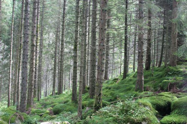 Photo de Behind Mount Fløyen: trees and moss - la Norvège - Europe
