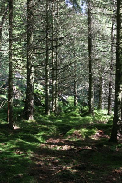 Foto van Hiking path in the forest behind Mount Fløyen - Noorwegen - Europa