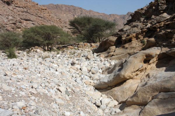 Picture of Dry season in Wadi Mayh: stones and trees in a side valley