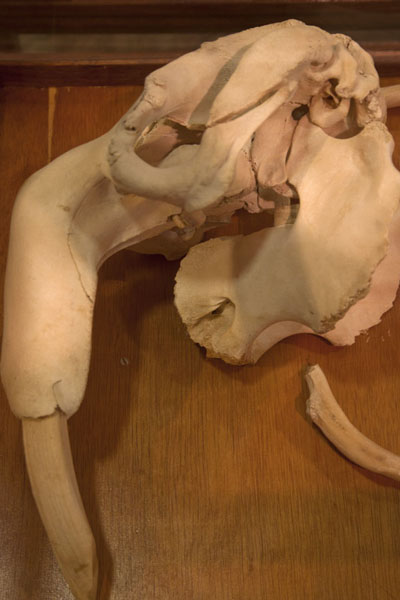 Picture of Belau National Museum (Palau): Skull of the rare dugong on display in the museum
