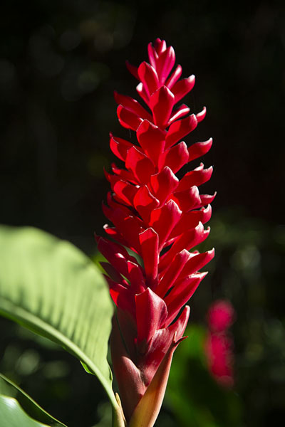 Picture of Cerro Ancón (Panama): Flower at the bottom of Ancon Hill