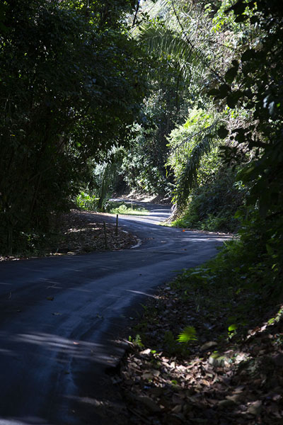 Picture of Cerro Ancón (Panama): Road on the slopes of Ancon Hill