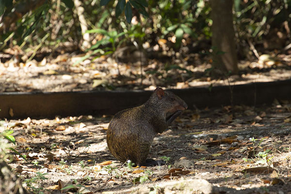 Picture of Cerro Ancón (Panama): One of the many capybaras at the foot of Ancon Hill