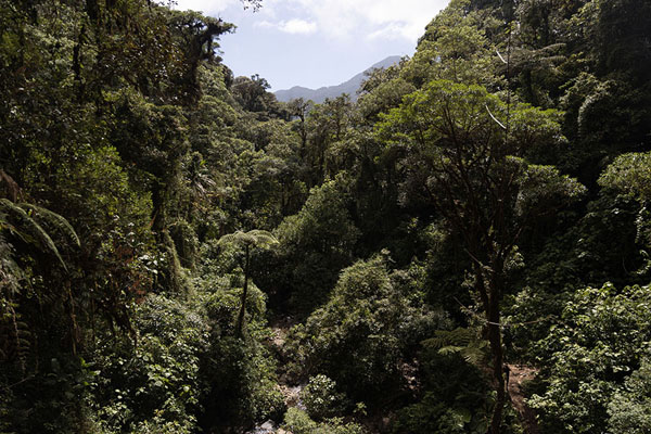 View over the forest from the top of the second waterfall | Camino Las Tres Cascadas | Panamá