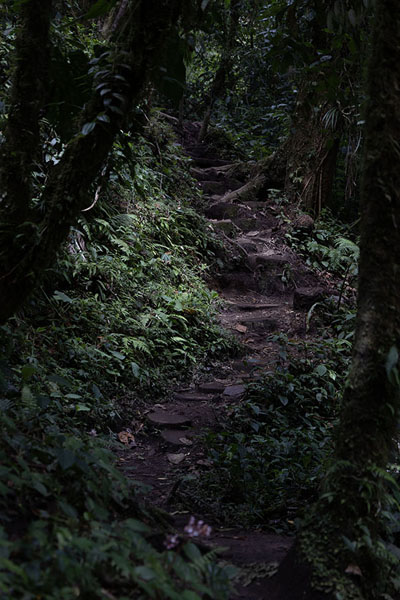 Trail through the forest to the Lost Waterfalls | Radonnée des Trois Chutes | le Panama