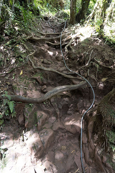 Foto di Rope to help hikers on a steep section of the Lost Waterfalls trail - Panama - America
