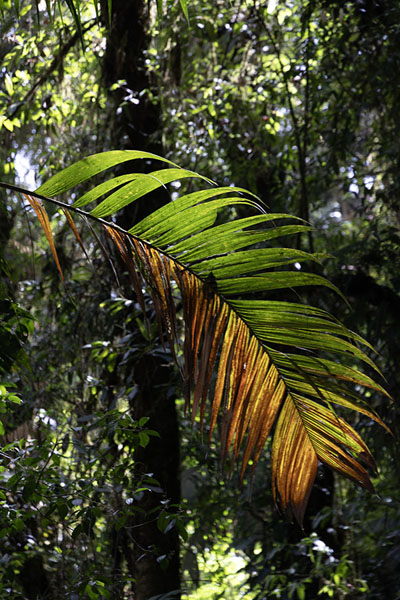 Photo de Forest with colourful leaf - le Panama - Amérique
