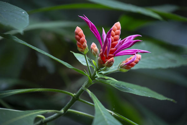 Foto van Colourful Panama Queen, a common flower in Soberanía NPSoberanía National Park - Panama