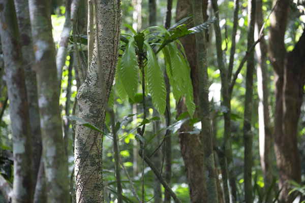 Foto van Forest with trees seen alongside the Camino de PlantaciónSoberanía National Park - Panama