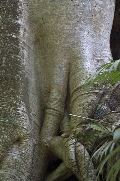 Foto van Thick trunk of one of the innumerable trees in Soberanía NPSoberanía National Park - Panama
