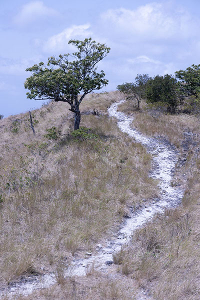 Foto van Trail with tree near the rim of the old volcanoValle de Antón - Panama