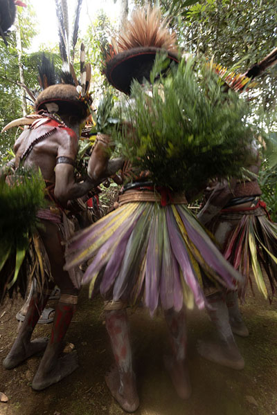 Huli Wigmen dancing under the trees | Huli Wigmen | Papoea Nieuw Guinea
