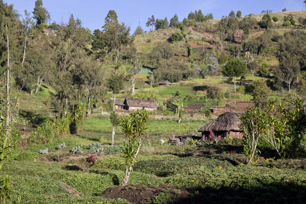 Picture of Papua New Guinea (Houses on a mountainside near Keglsugl)
