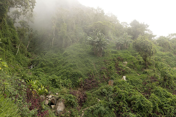Foggy conditions near Alola on the Kokoda Track | Sendero de Kokoda | Papúa Nueva Guinea