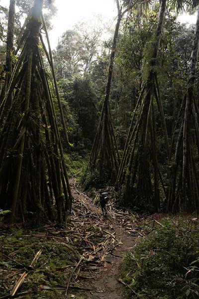 Porter walking past trees with aerial roots on the Kokoda Track | Kokoda Track | Papoea Nieuw Guinea