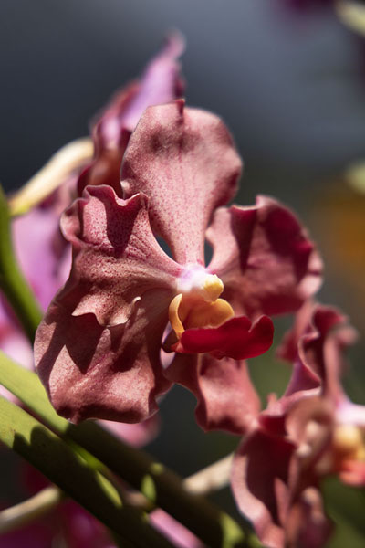 One of the many orchids in the National Orchid Garden | National Orchid Garden | Papoea Nieuw Guinea