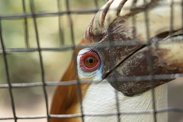 Close-up of the eye of a hornbill bird | National Orchid Garden | Papoea Nieuw Guinea