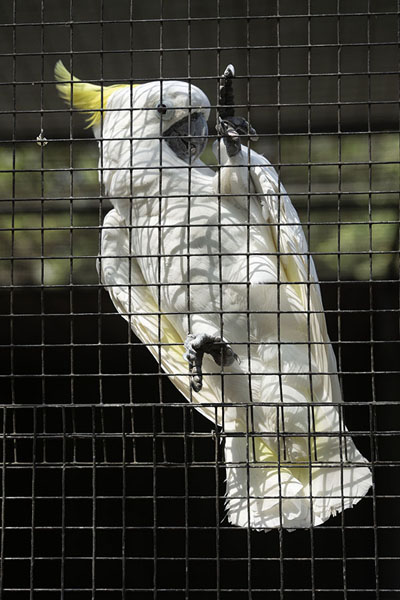 Cockatoo in his cage | National Orchid Garden | Papoea Nieuw Guinea