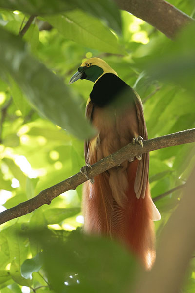 Foto van Bird of paradise on a branchPort Moresby - Papoea Nieuw Guinea