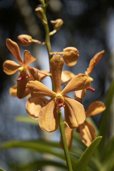 Foto di Orange orchid in the National Orchid Garden - Papua Nuova Guinea - Oceania