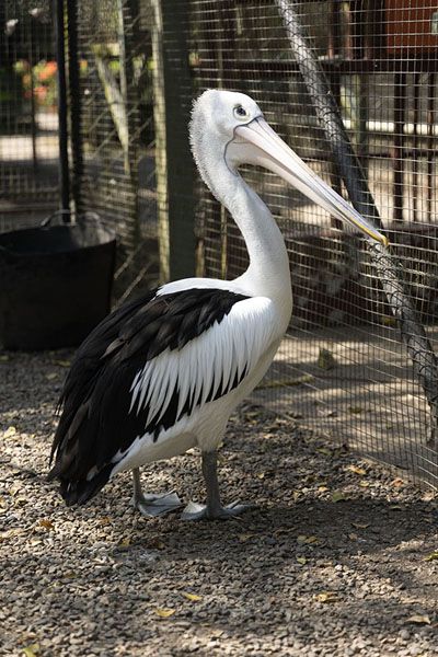 Picture of Pelican on the walk in the orchid gardenPort Moresby - Papua New Guinea