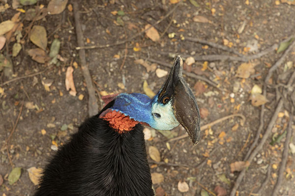 Foto di Cassowary seen from above in Nature ParkPort Moresby - Papua Nuova Guinea