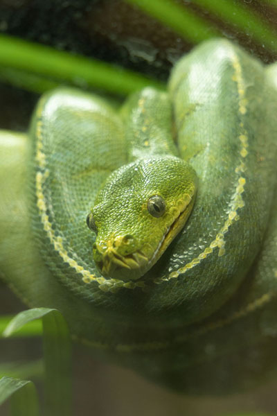 Foto di One of the snakes on display in Nature ParkPort Moresby - Papua Nuova Guinea