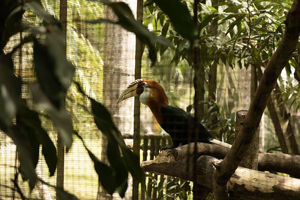 The hornbill in Nature Park | Nature Park | Papua Nuova Guinea