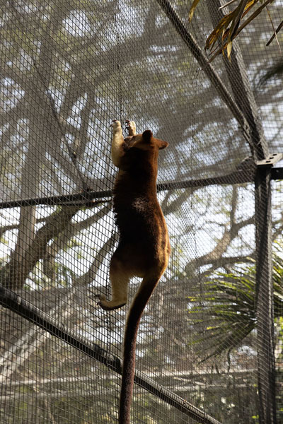 Foto van Tree kangaroo showing off its climbing capacityPort Moresby - Papoea Nieuw Guinea