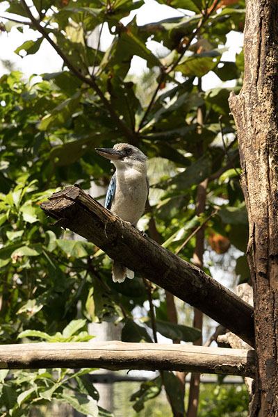 Foto van Kookaburra in a tree in the Nature ParkPort Moresby - Papoea Nieuw Guinea