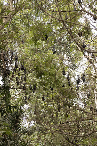Foto van Tree full of bats in Nature ParkPort Moresby - Papoea Nieuw Guinea