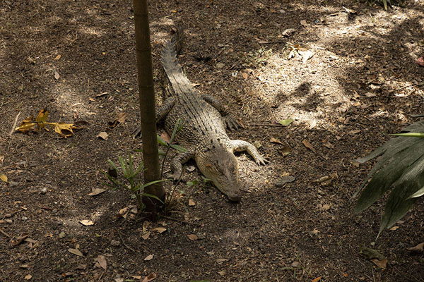 Foto van Crocodile lazying in the shadePort Moresby - Papoea Nieuw Guinea