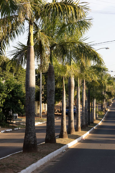 Foto van The main street of Caazapá is marked by palm trees - Paraguay - Amerika