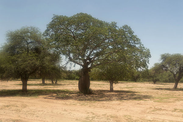 Foto van Bottle tree in the military base in Mariscal EstigarribiaMariscal Estigarribia - Paraguay