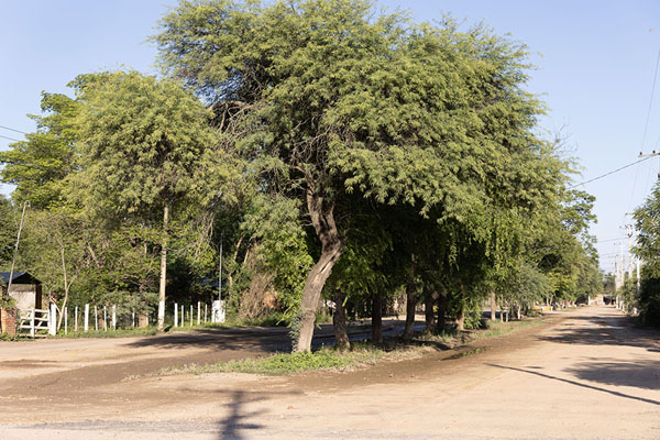Foto van Tree-lined dusty street in Mariscal Estigarribia - Paraguay - Amerika