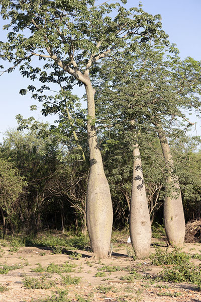 Foto van Row of bottle trees in Mariscal Estigarribia - Paraguay - Amerika